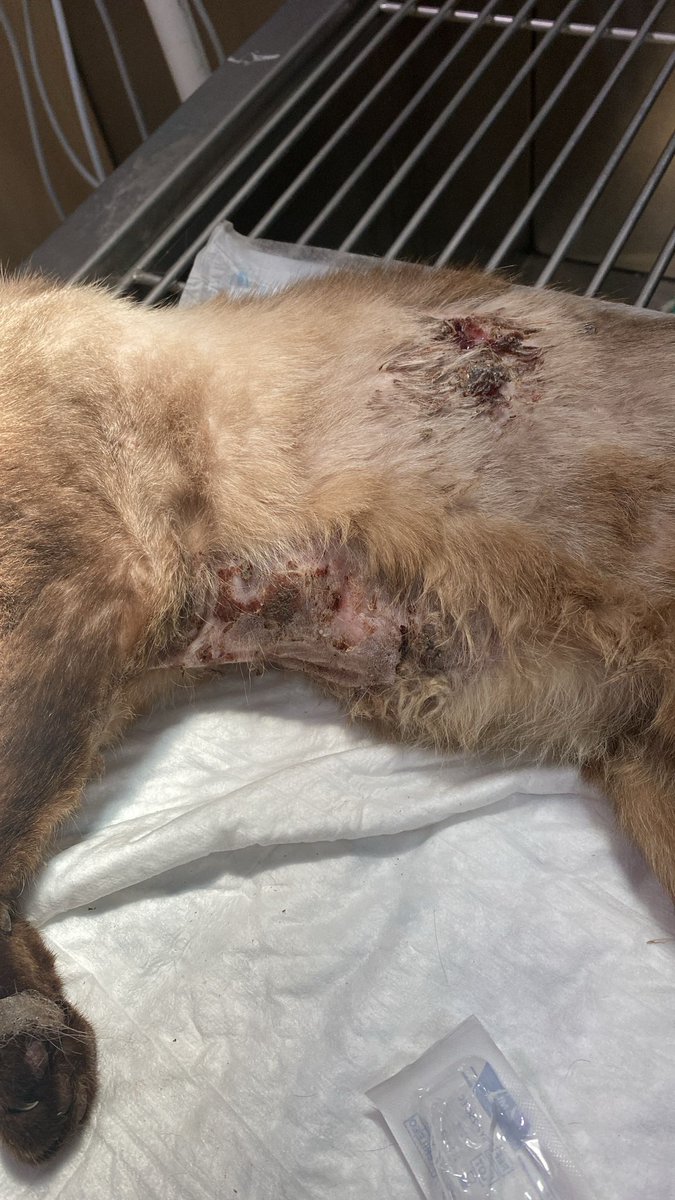 🏠ACOGIDA URGENTE

Asumimos este caso externo de un gato al que echan de su hogar porque su humana está hospitalizada

Está lleno de heridas y ha dado positivo a inmunodeficiencia

Se queda ingresado pero necesita una casa donde curarse

Escríbenos para acoger
📧info@catmur.es