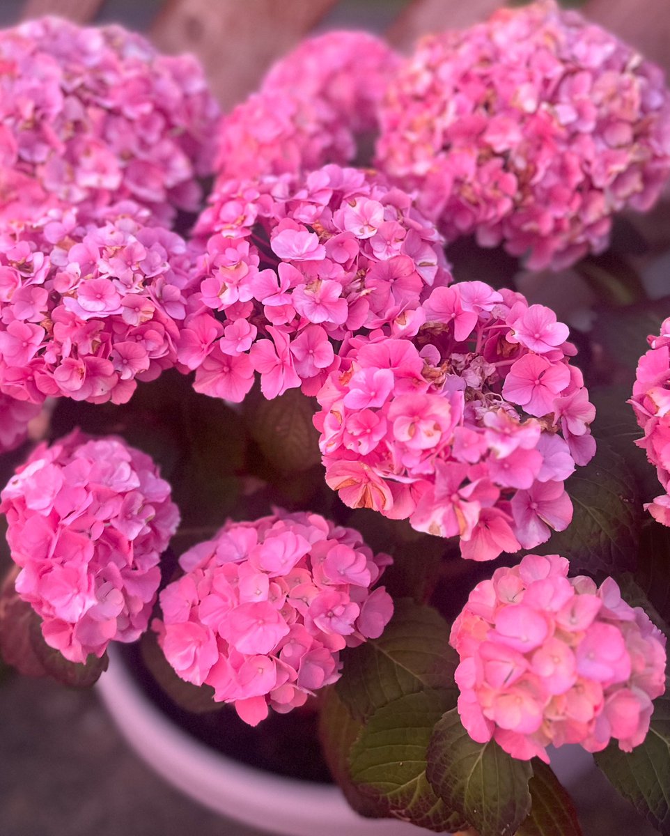 Pink hydrangeas + pink sunset = pretty