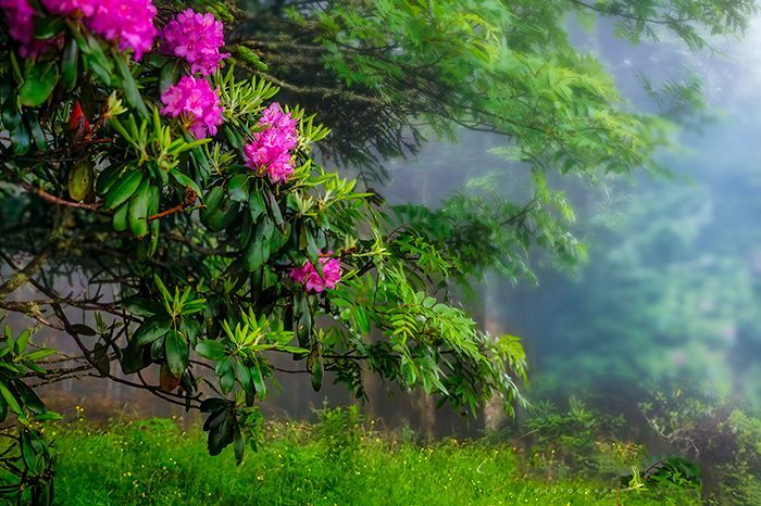 shelia_hunt's tweet photo. "Roan Mountain in Spring" - Stunning new artwork at https://t.co/UGmzsJJa91

#BestOfTheVolunteerState #VisitTennessee #OnlyInTennessee #VolunteerState #instagramtennessee #TennesseeLove #GetOutsideTN #ig_Tennessee   #exploretennessee  #NortheastTN #BuyIntoArt  #EastTennessee https://t.co/5H5N2Bdzra