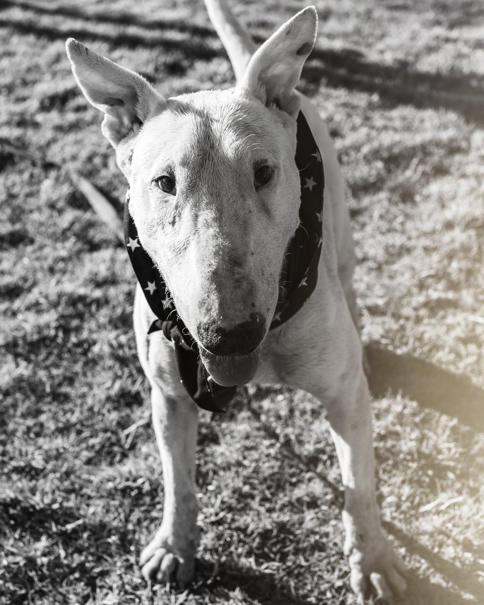 Over the past year, more bull terriers have been abandoned in shelters. We now care for 67 and need to expand our play yards. This fundraiser will create three new yards to improve their quality of life. Let's help these dogs! 

givebutter.com/rescueranch