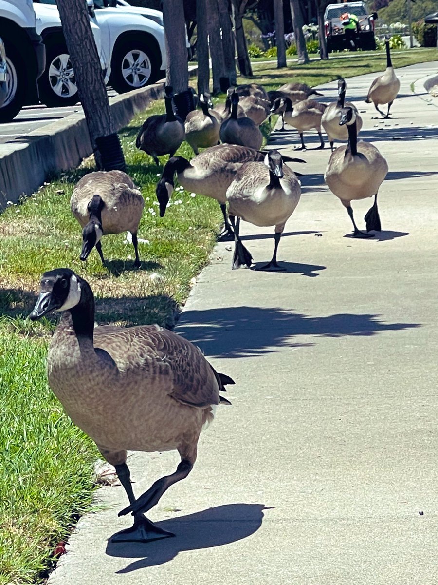 Usual_Anomaly's tweet photo. Like they own the sidewalk 😒
A happy #CanadaDay for all those who celebrate 🪿🦆
#CanadaGoose #FlyHome https://t.co/Zs7hrhcgAe