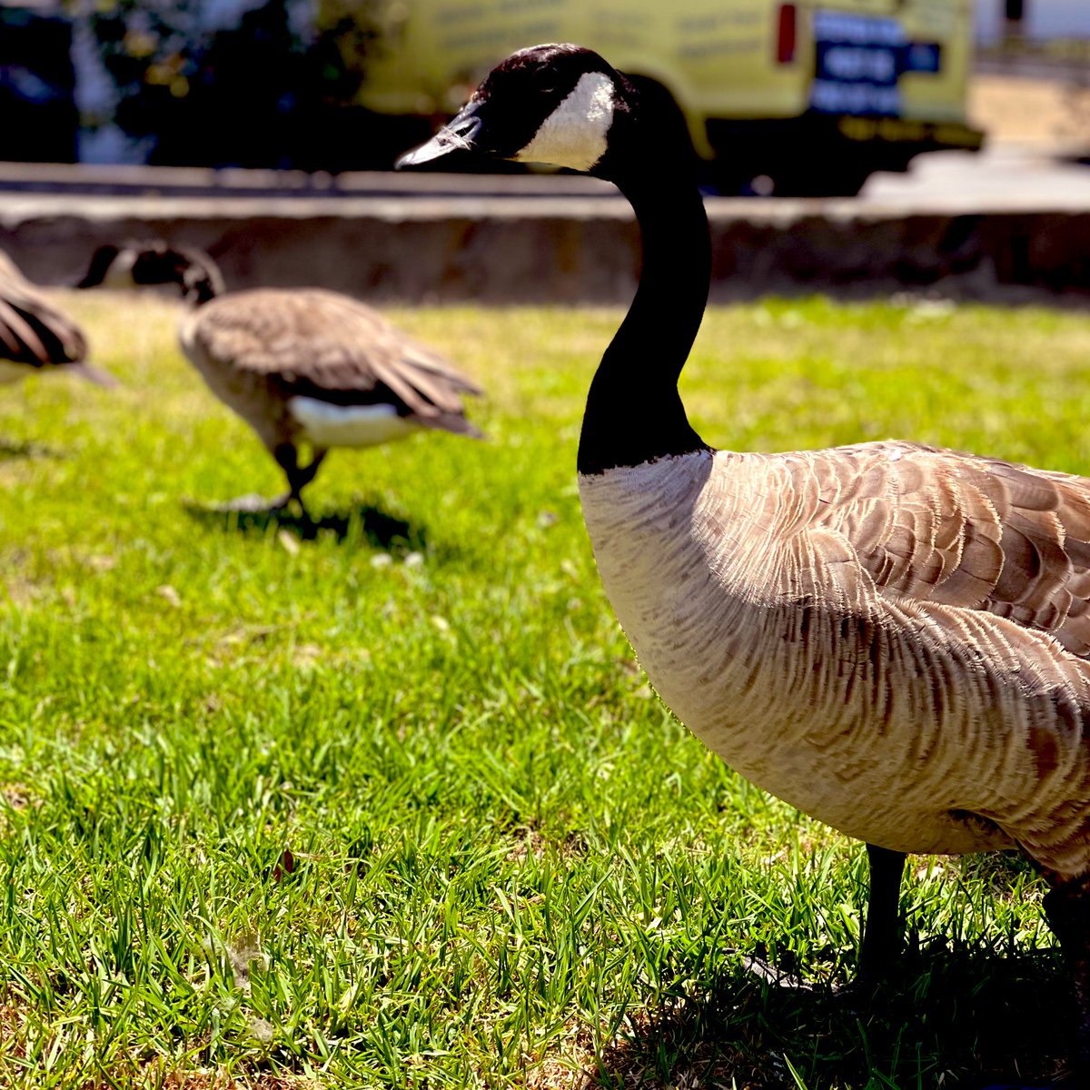 Usual_Anomaly's tweet photo. Like they own the sidewalk 😒
A happy #CanadaDay for all those who celebrate 🪿🦆
#CanadaGoose #FlyHome https://t.co/Zs7hrhcgAe