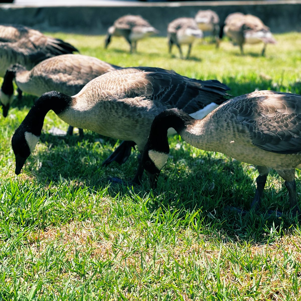 Usual_Anomaly's tweet photo. Like they own the sidewalk 😒
A happy #CanadaDay for all those who celebrate 🪿🦆
#CanadaGoose #FlyHome https://t.co/Zs7hrhcgAe
