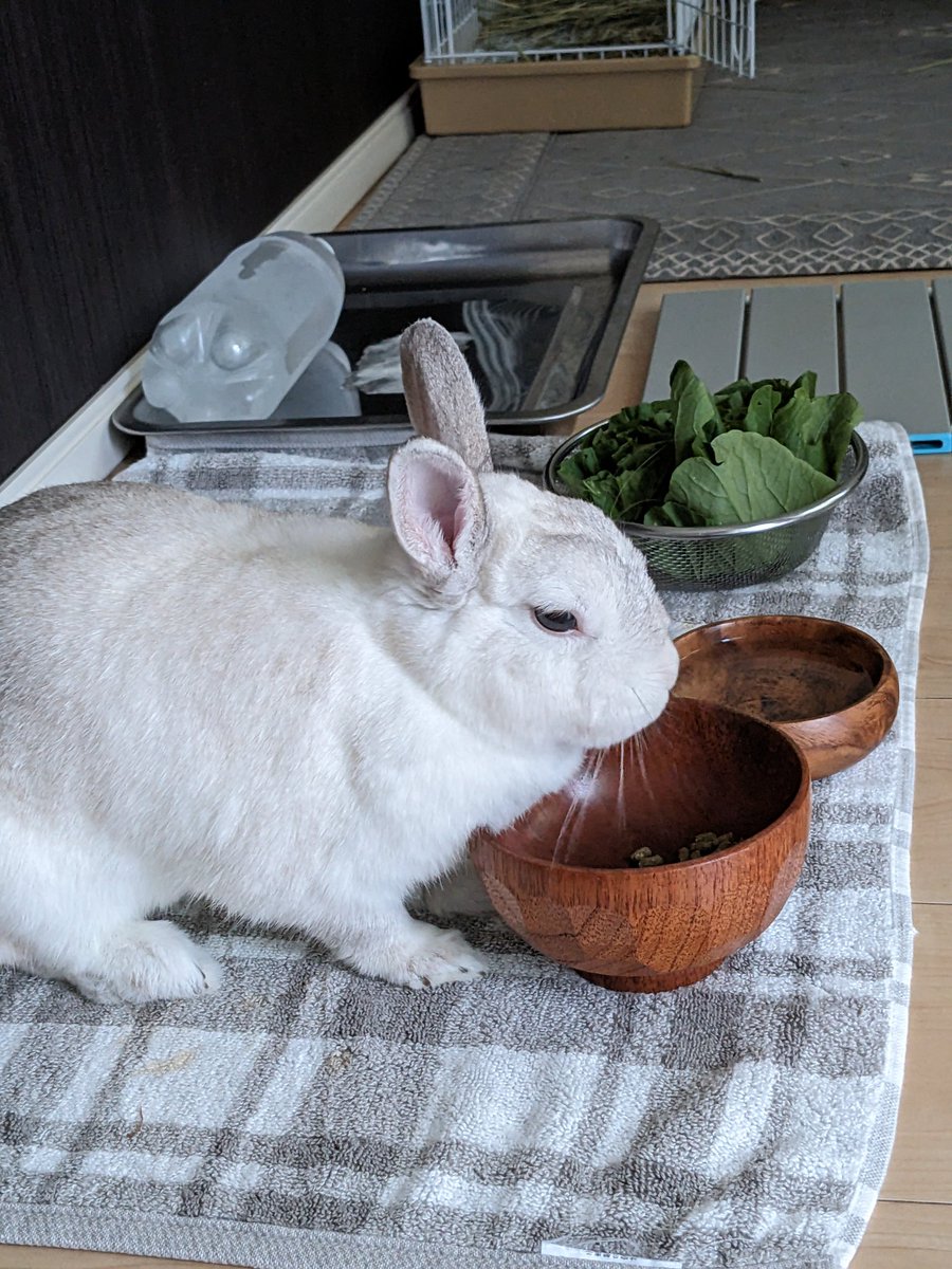 uzufuko's tweet photo. 「ふうこさんおはよう。
今日こそは先生にお爪切りしてもらおうね?」
🐰「知らん　知らん」 https://t.co/iuyJ3ACDpo