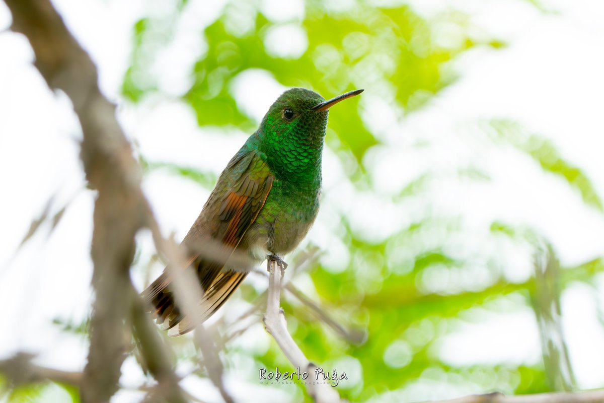robertopuga's tweet photo. Colibrí Berilo, especie no vista anteriormente en la zona de Ocotlán, Jalisco. 
#SonyA7IV #Sony200600G

#AvesDeJalisco
#AvesDeMexico
#BirdsSeenIn2024
@culthummingbird https://t.co/VI7kM44WT1