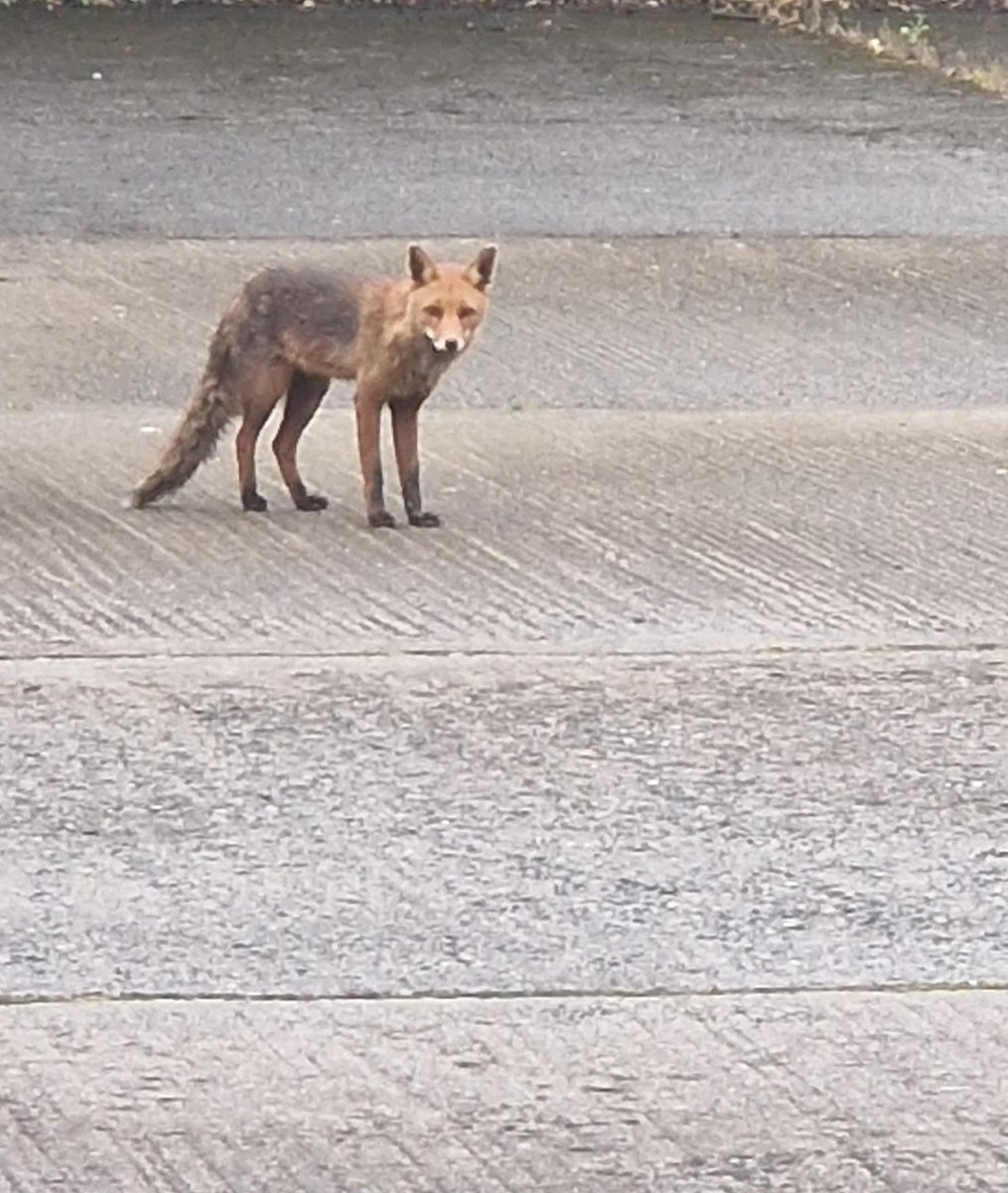 Dublin Fire Brigade tweet media