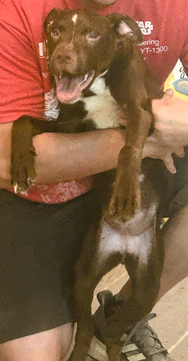 PicklesMil's tweet photo. ๐จ๐จ๐จ๐จ๐จ๐จ๐จ๐จ๐จ๐จ๐จ๐จ๐จ#HelpDog #AbandonedDog #Atlanta #DogLovers #DogCruelty #RescueDog #AdoptPuppy #DiscardedPuppy
PLEASE SHARE THIS. PLEASE๐๐ฅ
HELP IS NEEDED- DOG LOVERS....
This beautiful, sweet, 6 mo old tail wagging, female puppy girl was ABANDONED in her crate in 97 degree heat @gandolf_s
Gandolf's Legacy Cat Rescue of Atlanta. Left in the yard in the sun.
No food/water. ๐คฌ
Unknown how long she was out there, as Priya had been inside all day, trying to rest as she is quite ill, and bottle feeding 4 kittens every 2 hours. With rescue doors and windows closed for A/C on, she heard no crying or barking. It could have been hours and hours.
Someone dumped her on the property.
She is very thin. Very hungry. Eyes are a bit swollen. Perhaps infections or allergies. But that tail wags and she's a happy puppy. (video below)
She was taken to the Humane Society and scan showed a chip. "Owner" was contacted- "We don't have a dog" ๐คฌ๐คฌ๐คฌ
No shelters will take her- all full. No rescues have space either.
This happy sweet baby girl must find a home, or a foster...URGENTLY.
There is not space at this full cat rescue, nor is it conducive for the rescue to keep her. The cats are upset...now the cats are fighting. It's quite a circus happening.
Lucky appears to be mix of perhaps Lab and ? . will get to the vet this week. Vaccinations/spay.
BEGGING FOR SHARES ON ALL YOUR SOCIALS, FRIENDS!!!
PLEASE HELP THIS GIRL TO FIND A HOME๐๐๐๐๐๐๐๐๐๐๐๐๐๐๐๐
SHE HAS SUFFERED THE CRUELEST OF REJECTION. BEING DUMPED.
PLEASE HELP!!! ASK AROUND. RT HER.
WILL TRANSPORT HER TO YOU!!!!!!!
๐๐๐๐๐๐๐๐๐๐๐๐๐๐