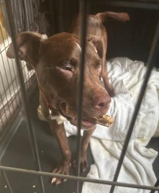 PicklesMil's tweet photo. ๐จ๐จ๐จ๐จ๐จ๐จ๐จ๐จ๐จ๐จ๐จ๐จ๐จ#HelpDog #AbandonedDog #Atlanta #DogLovers #DogCruelty #RescueDog #AdoptPuppy #DiscardedPuppy
PLEASE SHARE THIS. PLEASE๐๐ฅ
HELP IS NEEDED- DOG LOVERS....
This beautiful, sweet, 6 mo old tail wagging, female puppy girl was ABANDONED in her crate in 97 degree heat @gandolf_s
Gandolf's Legacy Cat Rescue of Atlanta. Left in the yard in the sun.
No food/water. ๐คฌ
Unknown how long she was out there, as Priya had been inside all day, trying to rest as she is quite ill, and bottle feeding 4 kittens every 2 hours. With rescue doors and windows closed for A/C on, she heard no crying or barking. It could have been hours and hours.
Someone dumped her on the property.
She is very thin. Very hungry. Eyes are a bit swollen. Perhaps infections or allergies. But that tail wags and she's a happy puppy. (video below)
She was taken to the Humane Society and scan showed a chip. "Owner" was contacted- "We don't have a dog" ๐คฌ๐คฌ๐คฌ
No shelters will take her- all full. No rescues have space either.
This happy sweet baby girl must find a home, or a foster...URGENTLY.
There is not space at this full cat rescue, nor is it conducive for the rescue to keep her. The cats are upset...now the cats are fighting. It's quite a circus happening.
Lucky appears to be mix of perhaps Lab and ? . will get to the vet this week. Vaccinations/spay.
BEGGING FOR SHARES ON ALL YOUR SOCIALS, FRIENDS!!!
PLEASE HELP THIS GIRL TO FIND A HOME๐๐๐๐๐๐๐๐๐๐๐๐๐๐๐๐
SHE HAS SUFFERED THE CRUELEST OF REJECTION. BEING DUMPED.
PLEASE HELP!!! ASK AROUND. RT HER.
WILL TRANSPORT HER TO YOU!!!!!!!
๐๐๐๐๐๐๐๐๐๐๐๐๐๐