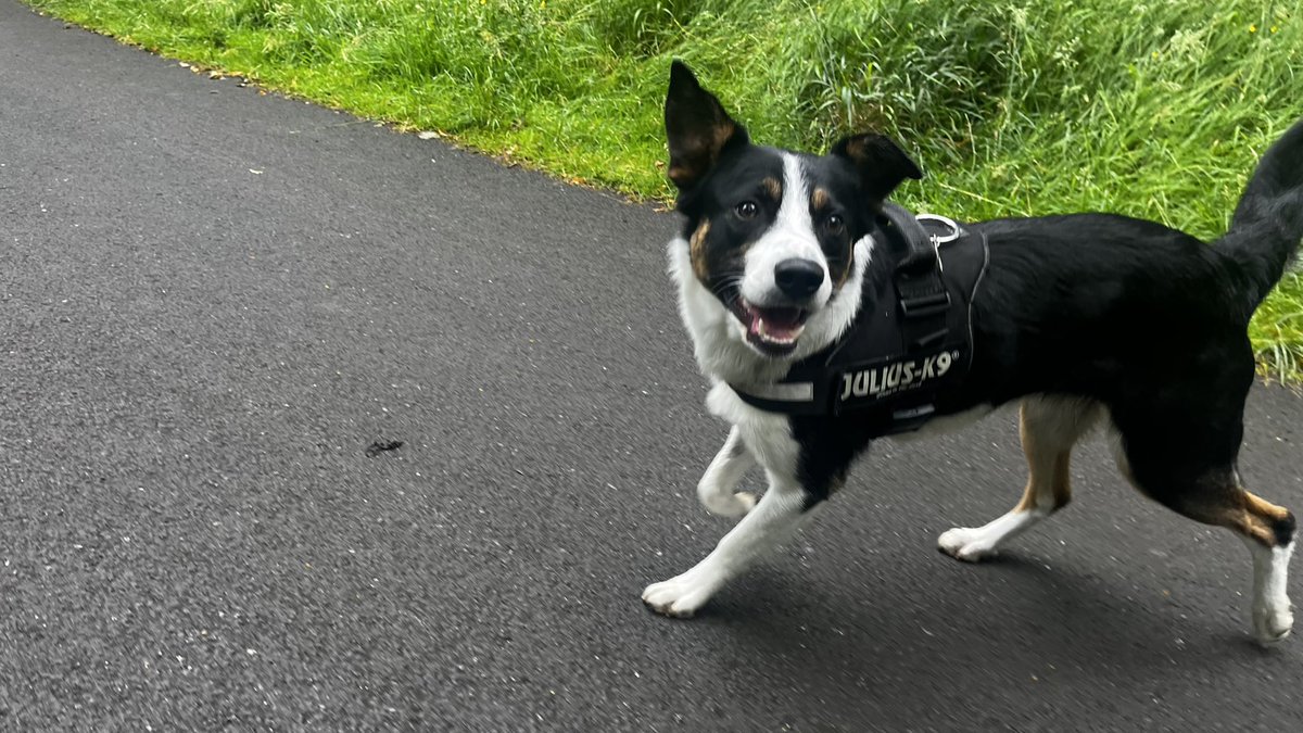 IrishFitFam's tweet photo. That’s happy face knowing people are voting for you. Good boy kylo https://t.co/E71xkWVfl8 #noseoftralee https://t.co/jdzS8cy41C