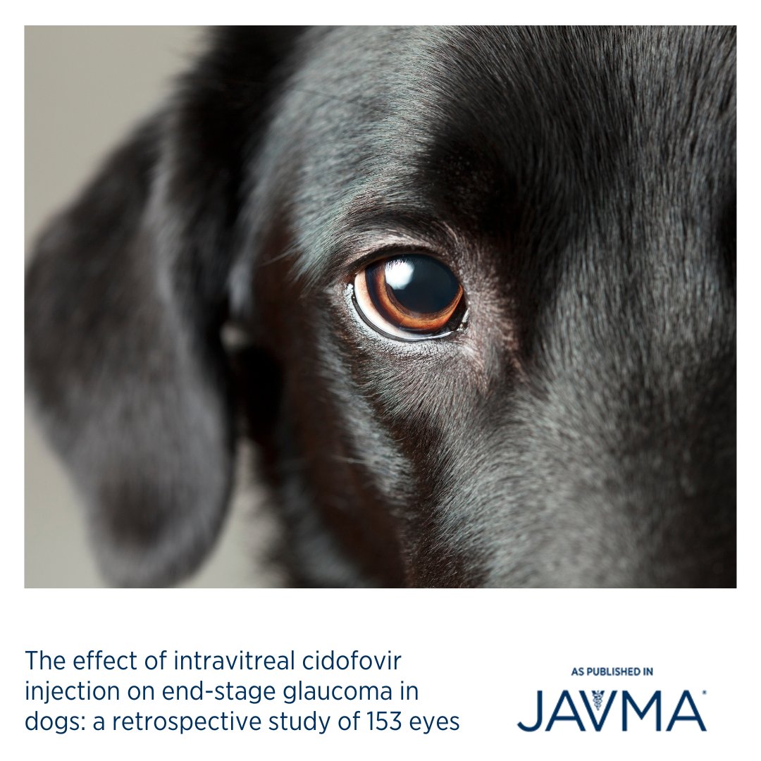 AVMAJAVMA's tweet image. Intravitreal #cidofovir injection had a high long-term success rate in lowering IOP in dogs with end-stage glaucoma. 👁 Learn more: jav.ma/iop #canine #endstageglaucoma #intravitrealinjection #pharmacologicalciliarybodyablation