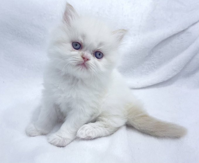Kittens for sale if anyone is interested DM me!! https://t.co/4x0Z9wWml1