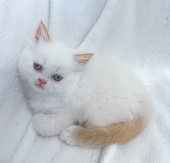 Kittens for sale if anyone is interested DM me!! https://t.co/4x0Z9wWml1