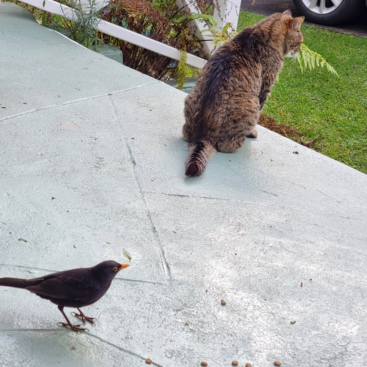 Pensivion's tweet photo. When you get older
And you can't be naffed chasing birdies https://t.co/THVWEJ2UjH