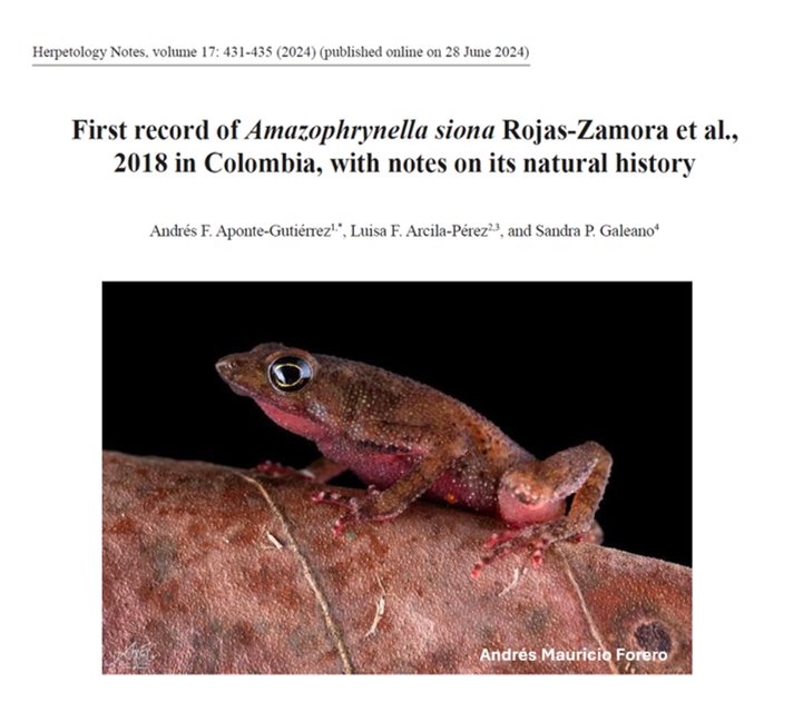 🚨#Distribución #Bioacústica🚨 ¡Confirmado! La rana Amazophrynella siona habita en 🇨🇴. Un trabajo en conjunto con: #AndresFelipeAponteGutierrez y <a href="/SandraPGaleano/">Sandra P. Galeano</a>