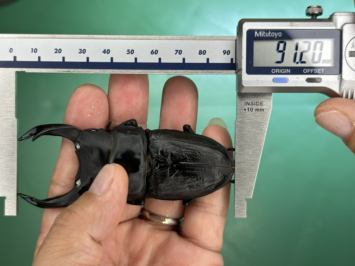 ゲンゴロウ ドイツ産 ゲンゴロウモドキ 30mm ドイツではプロテクト