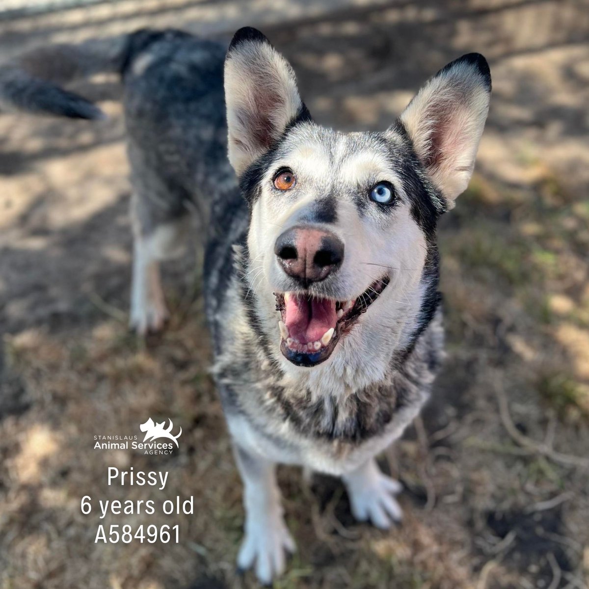 Stanislaus Animal Services Agency tweet media