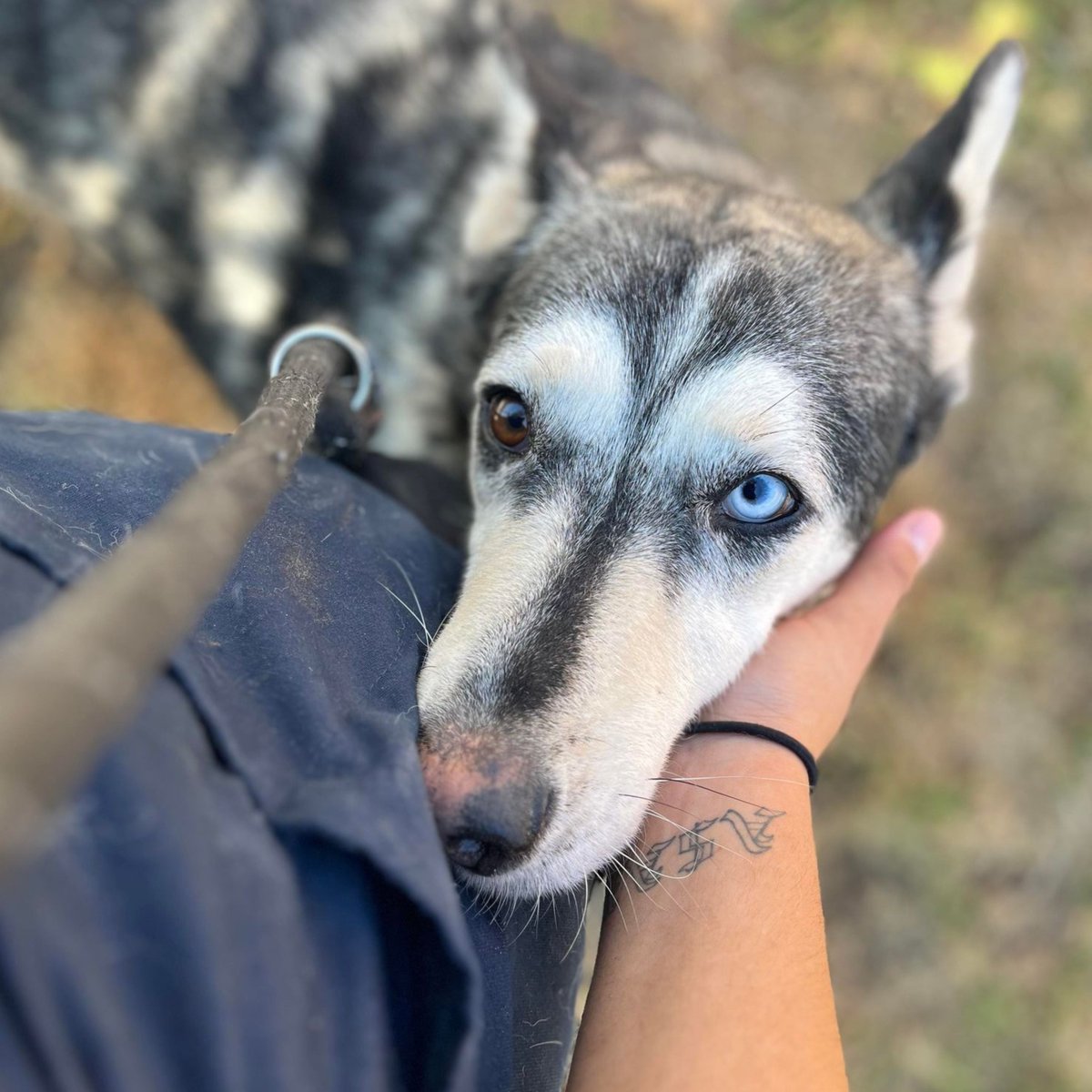 Stanislaus Animal Services Agency tweet media