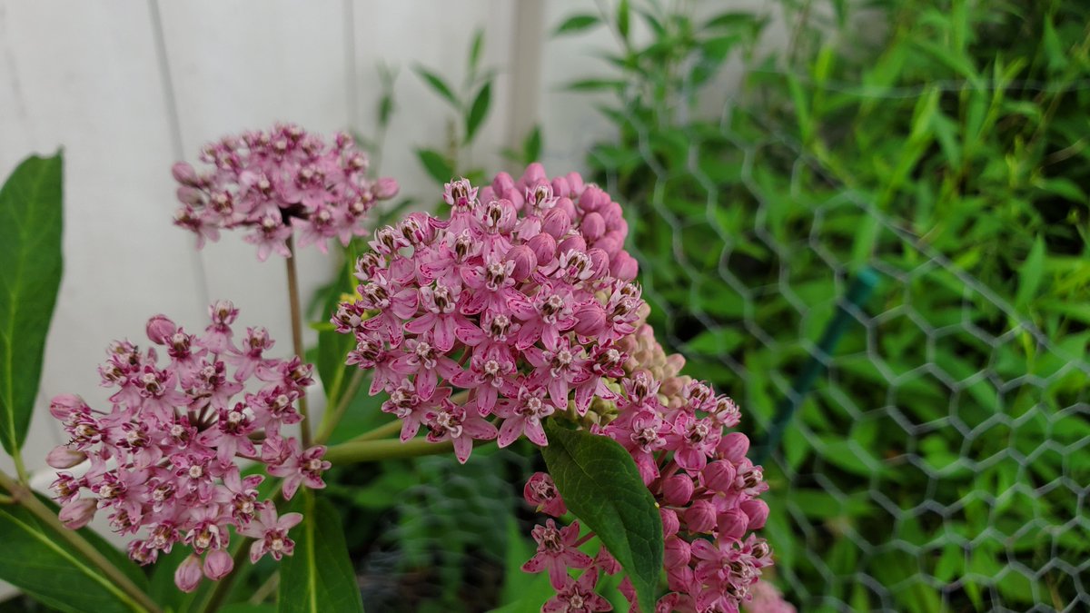 NKFiftyThree's tweet photo. The latest blooms of the season https://t.co/z8lsrFqy1N