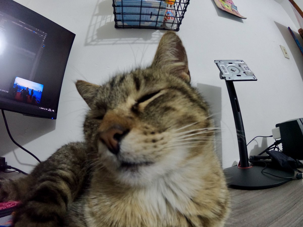 ポロです tweet media