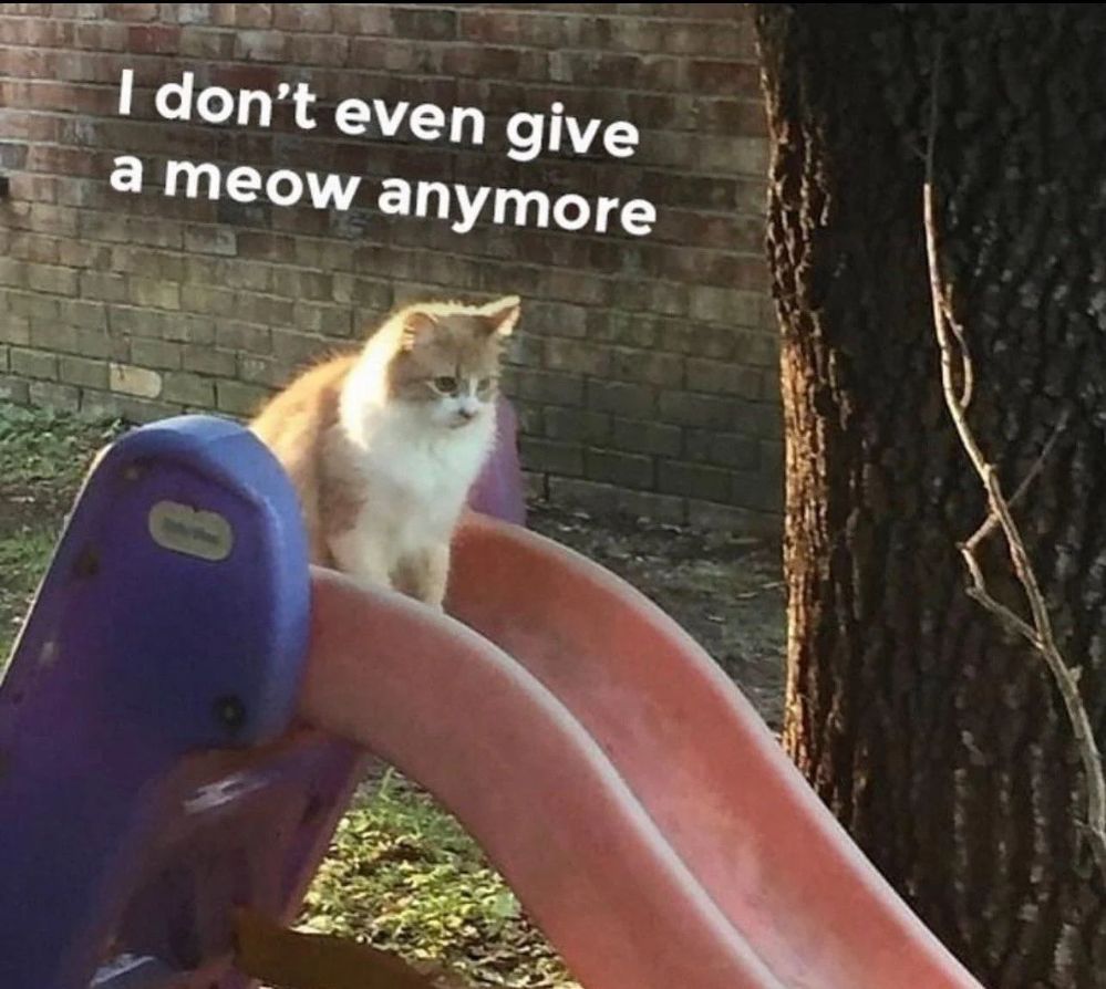 WholesomeMemes (@wholesomememe) on Twitter photo 