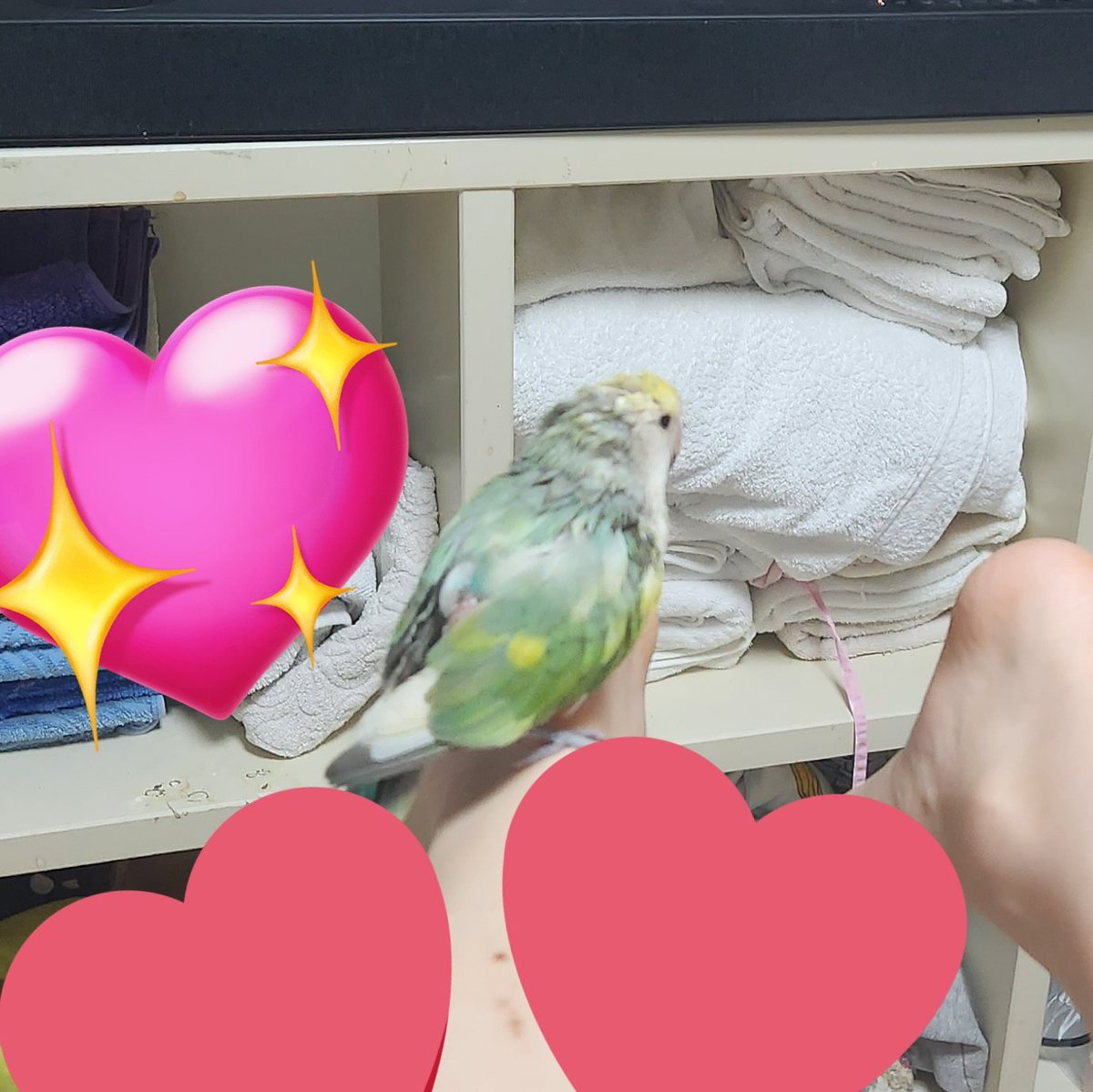 목욕 후 집사 아킬레스건에서 쉬기
(집 겁나 개판이네