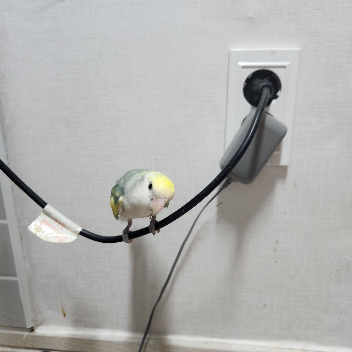 진짜 작아 ㅠㅠㅠㅠ 귀여워 ㅠㅠㅠㅠㅠ