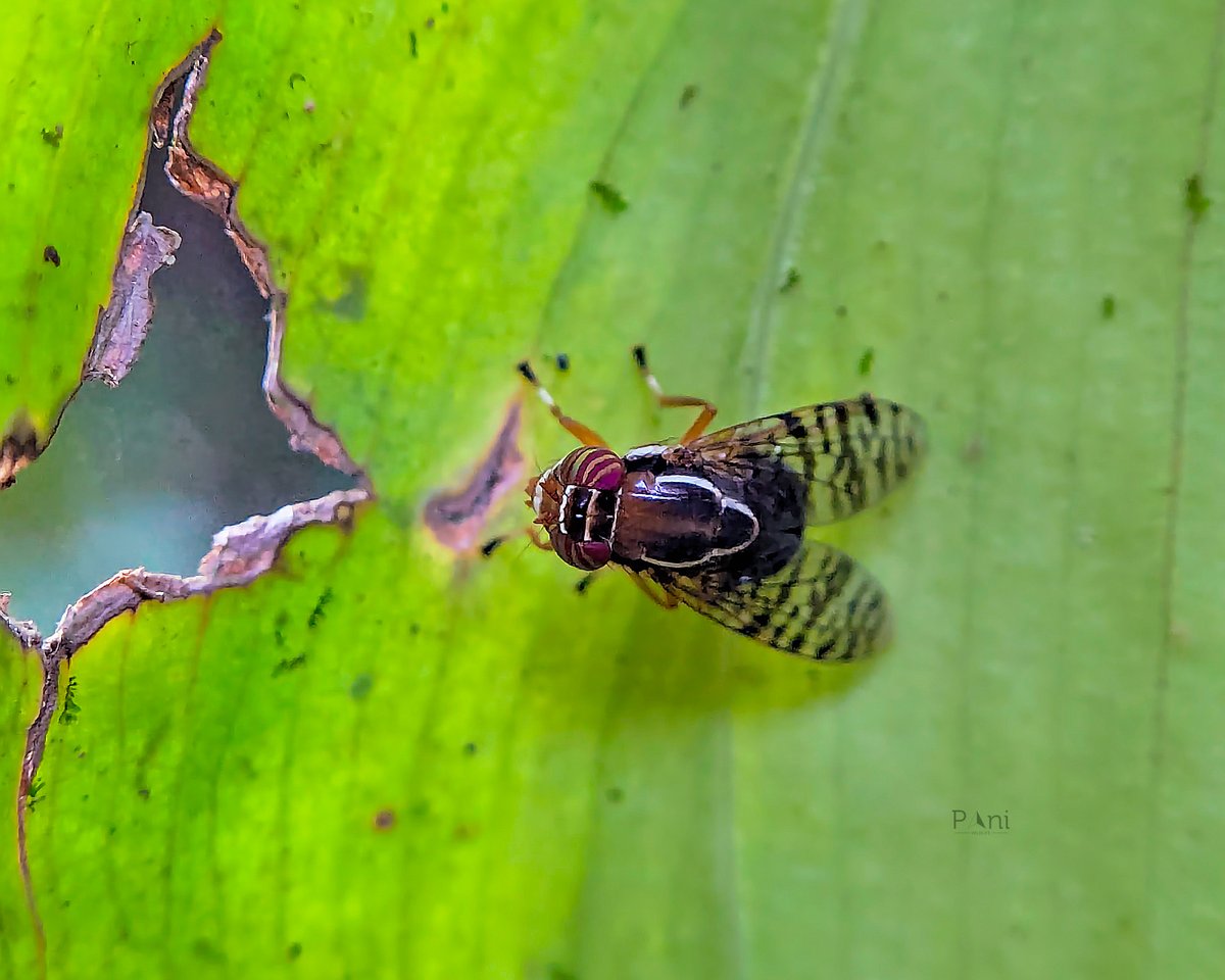 paneendraba's tweet photo. Scholastes

They are commonly known as signal flies

@IndiAves  @Avibase

#insect
#insectphotography
#insectsoftwitter
#bug
#bugs
#bugphotography
#nature
#naturephotography
#macro
#macrography
#closeup
#wildlife
#wildlifephotography
#entomology
#entomologylover
#insectsofworld https://t.co/kV6TEYxs41