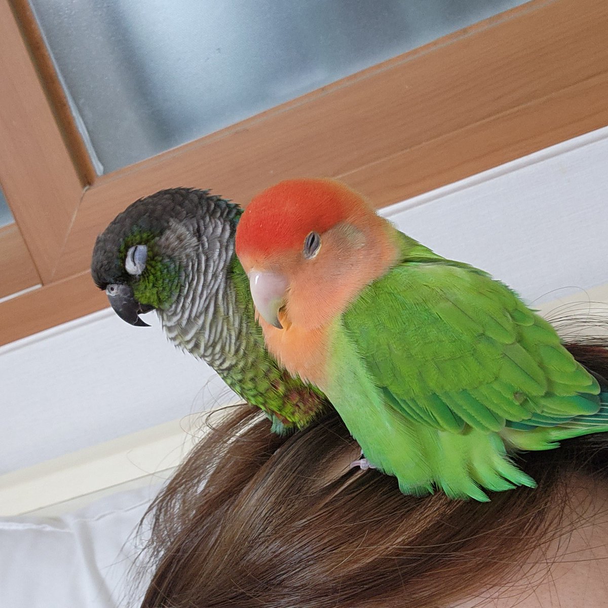 아란집사 (@arannuna) on Twitter photo 