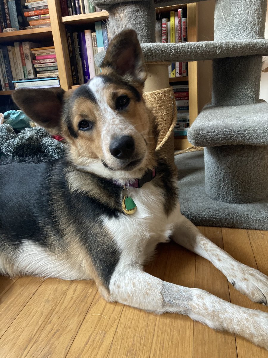 Lisa Peet tweet media