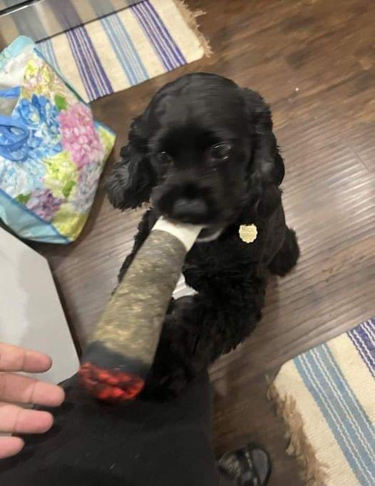 Para que ahora si se parezca al dueño