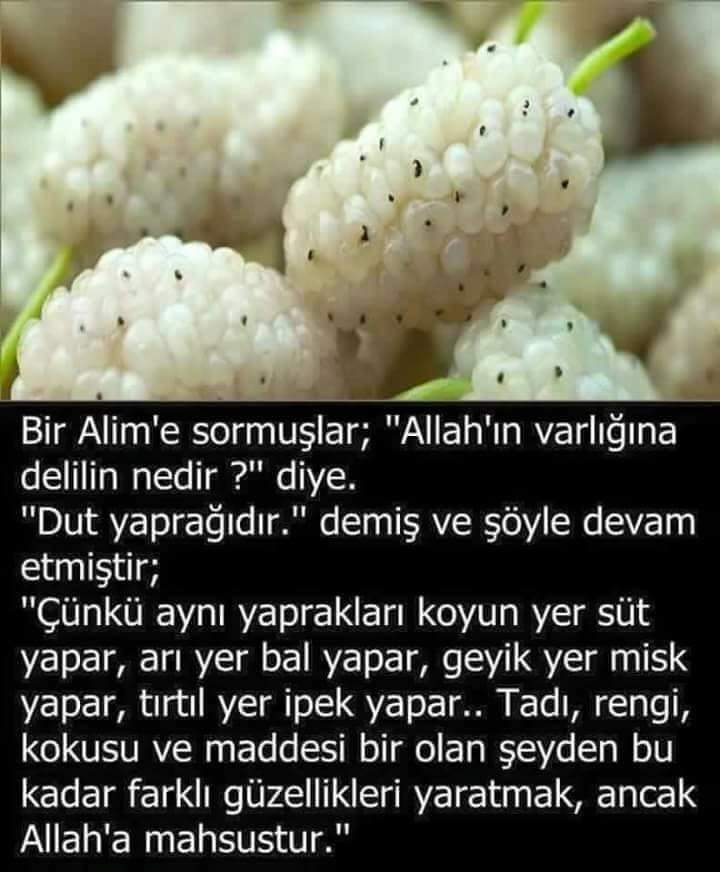 Nesrin (@yonca12341234) on Twitter photo 