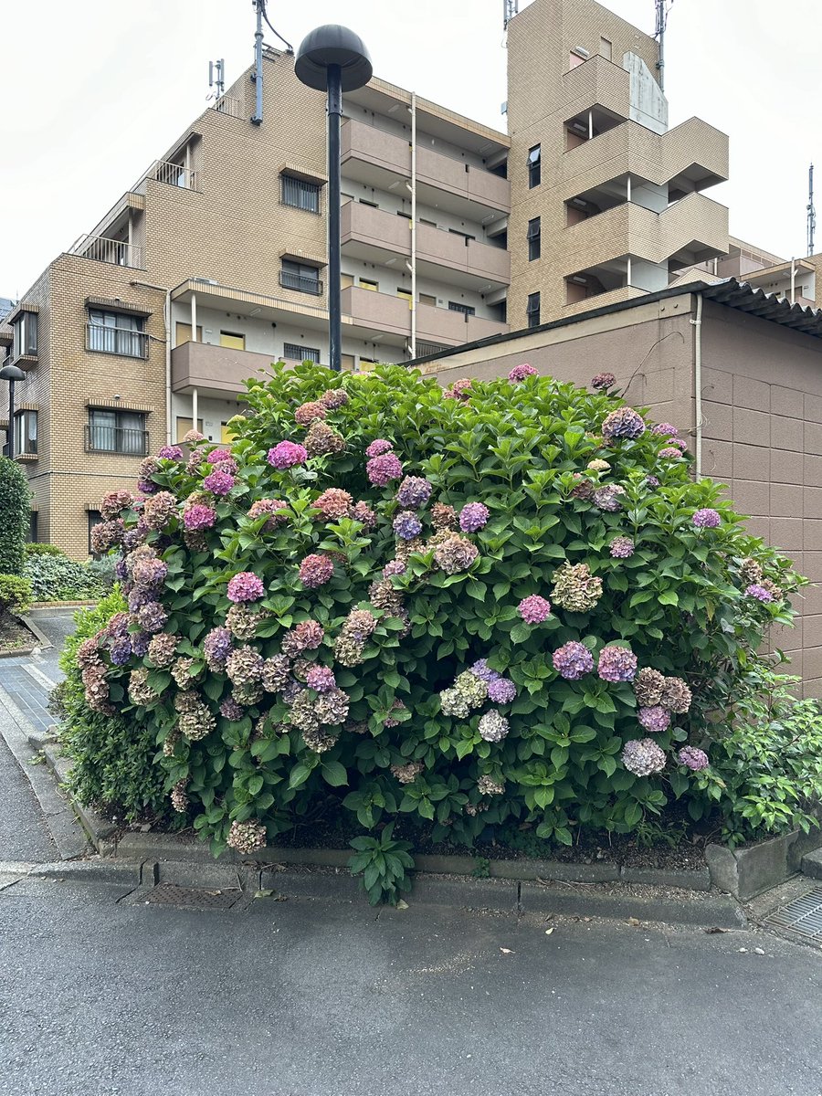 TagsJapan's tweet photo. https://t.co/vftwGAeDuB