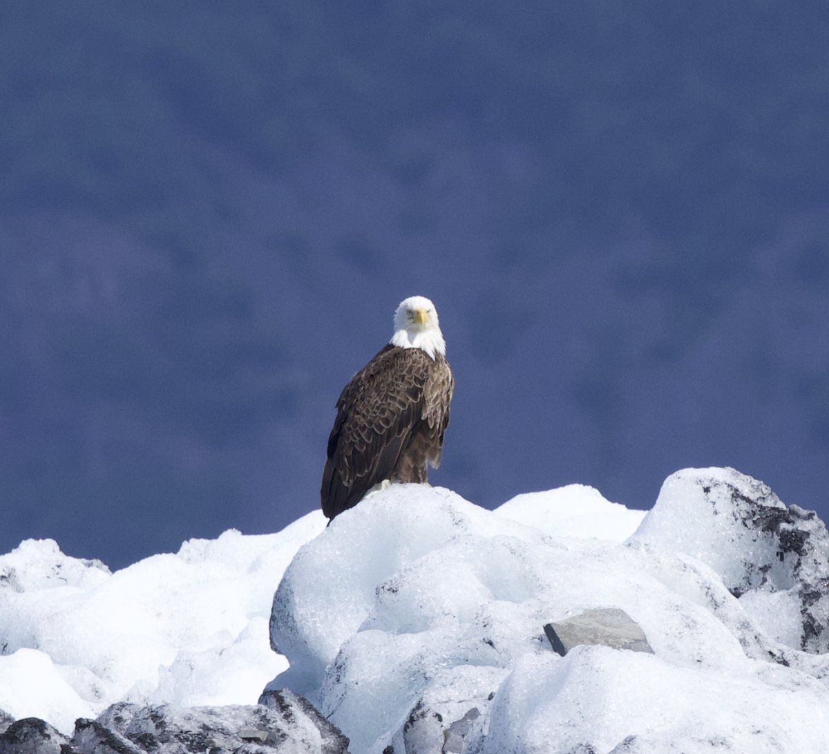 Jason Stefanides tweet media