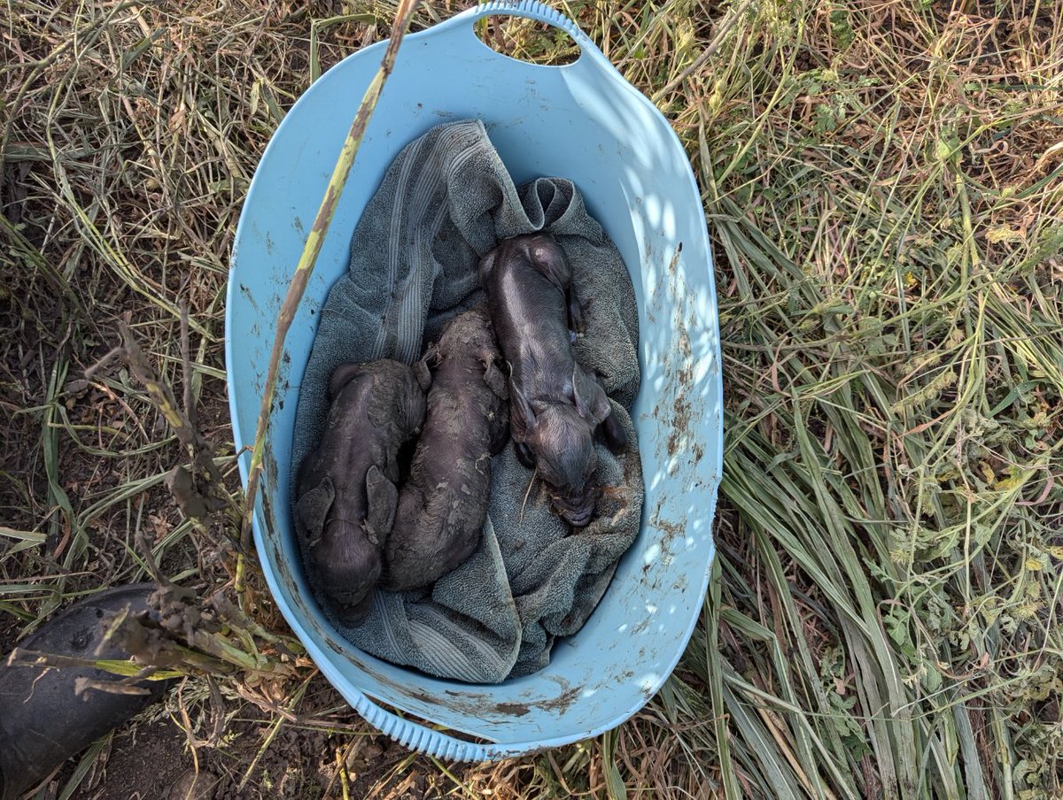 Culinarygardens's tweet image. Finally! Litter number two is arriving! We have been on baby watch for a month and were starting to get worried. I am doing my part to keep momma cool and the babies safe until she is done. 

#babywatch #newlitter #piggylove #newadditions #farmlife #pasturedpigs