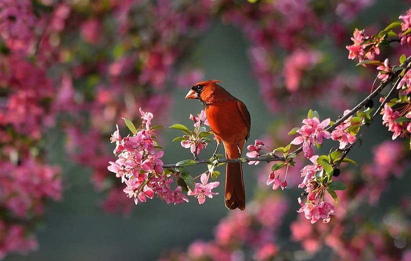 ⛅
May your joy blossom 🌺🐦🌺