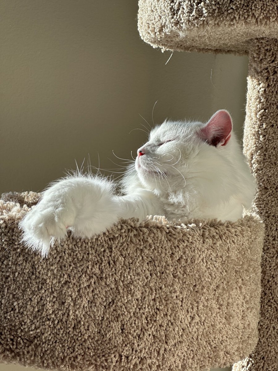sunbathing 🌞 🐈 
#prettypearl #CatsOnX #CatsofTwittter #warmfloof