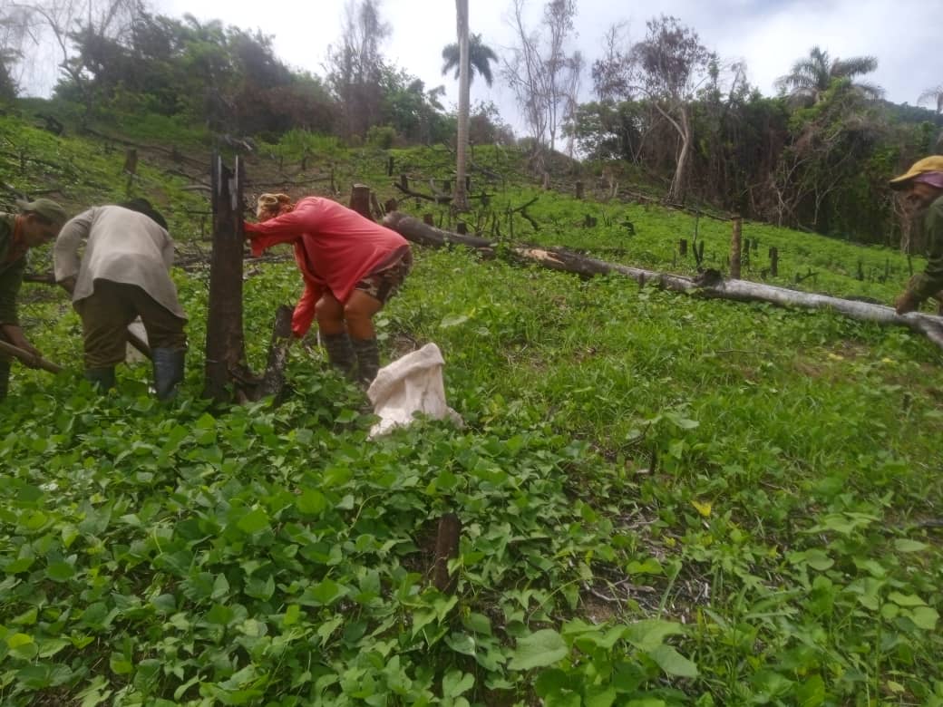 ViltresMiguel's tweet photo. #MiSalaProduce se recogen los frutos del autoconsumo y se realiza actividades productivas porque en mi Sala estamos #ModoSiSePuede y somos #GenteQueSuman.
#CubaModoVerano
#CubaViveYTrabaja
#SalasDeTelevisiónMasó
#GranmaEn26 https://t.co/ZYvhsA5PGF
