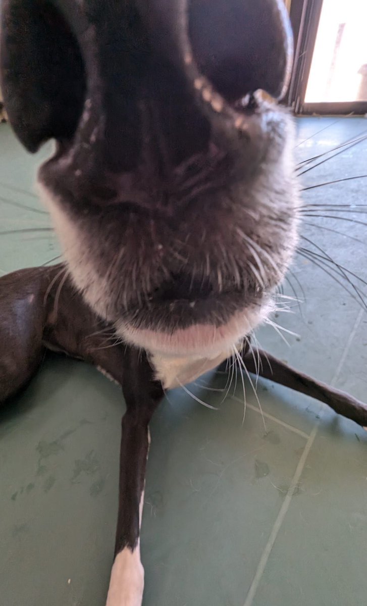 GaltxOrg's tweet photo. It's ok, Scarlett. We know the camera adds 2 inches to your snout. #Greyhounds #snouts https://t.co/MR7n7rIMyl