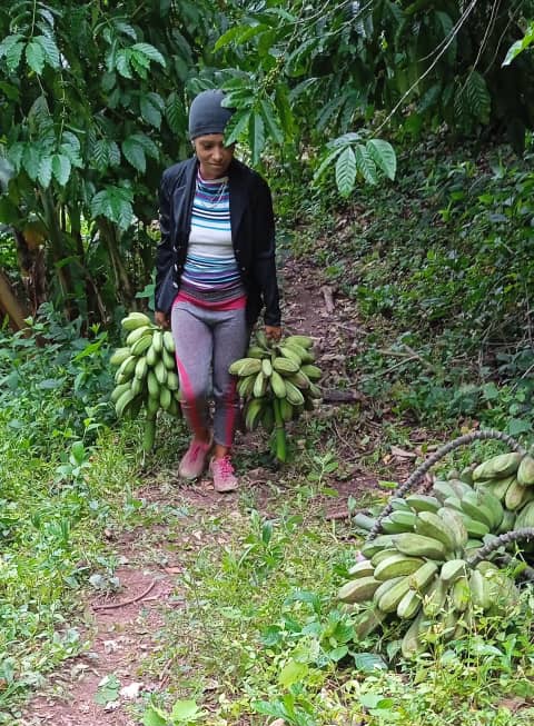 ViltresMiguel's tweet photo. #MiSalaProduce se recogen los frutos del autoconsumo y se realiza actividades productivas porque en mi Sala estamos #ModoSiSePuede y somos #GenteQueSuman.
#CubaModoVerano
#CubaViveYTrabaja
#SalasDeTelevisiónMasó
#GranmaEn26 https://t.co/ZYvhsA5PGF