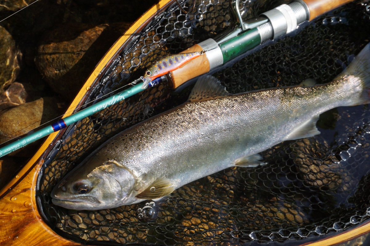 palms_global's tweet photo. Japanese native Trout “Yamame” with Alexandra in Japan 🇯🇵
Rod: Sylpher 53UL
Lure: Alexandra 50HW
Thank you Tomoki !!
#palmsfishing #yamame #trout #troutfishing #troutlure #troutlures #truite #trucha #trota #forelle #adventuretravel @palms_japan https://t.co/ntxCJBLdaz
