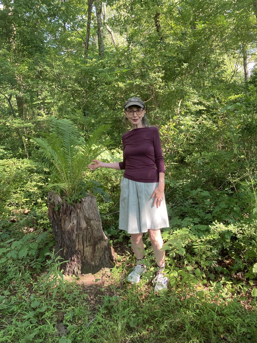 Beautiful resplendent fern growing out of a tree trunk. Symbol of hope, symbiosis.