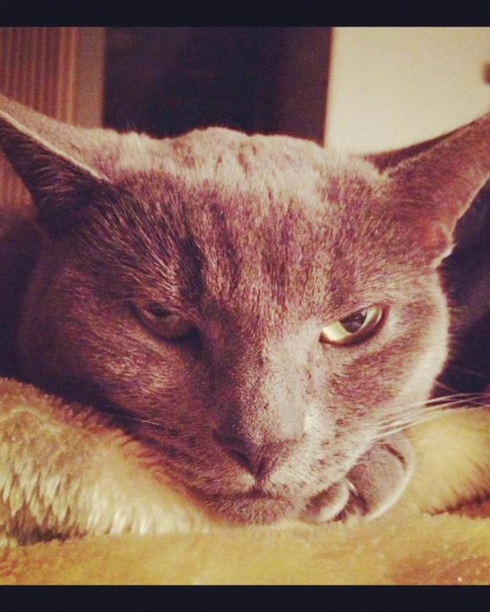 She was so special. I was so blessed to be the one to give her a home. I miss her so much. https://t<a href="/tag/pdx"class="tags"><span>#pdx</span></a>
