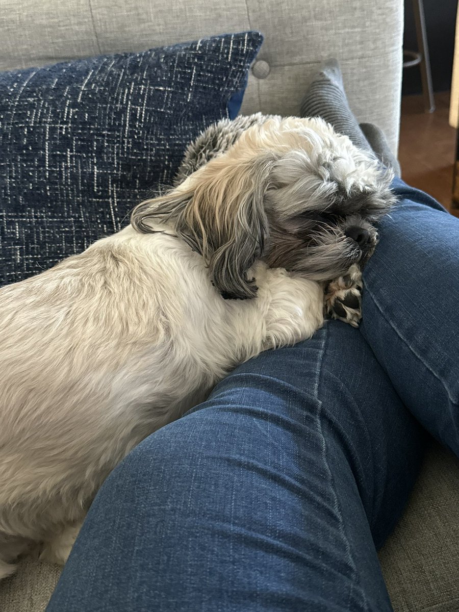 SleepySharkk's tweet photo. My life is currently garbage so in an attempt to put some good in the world. Here are cute pictures of my dog. Enjoy. https://t.co/pKlMlTUMXr