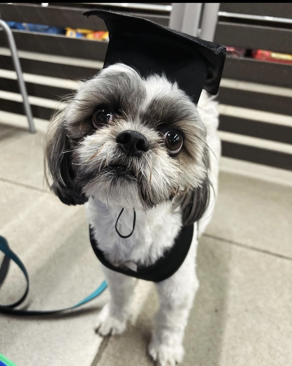 SleepySharkk's tweet photo. My life is currently garbage so in an attempt to put some good in the world. Here are cute pictures of my dog. Enjoy. https://t.co/pKlMlTUMXr