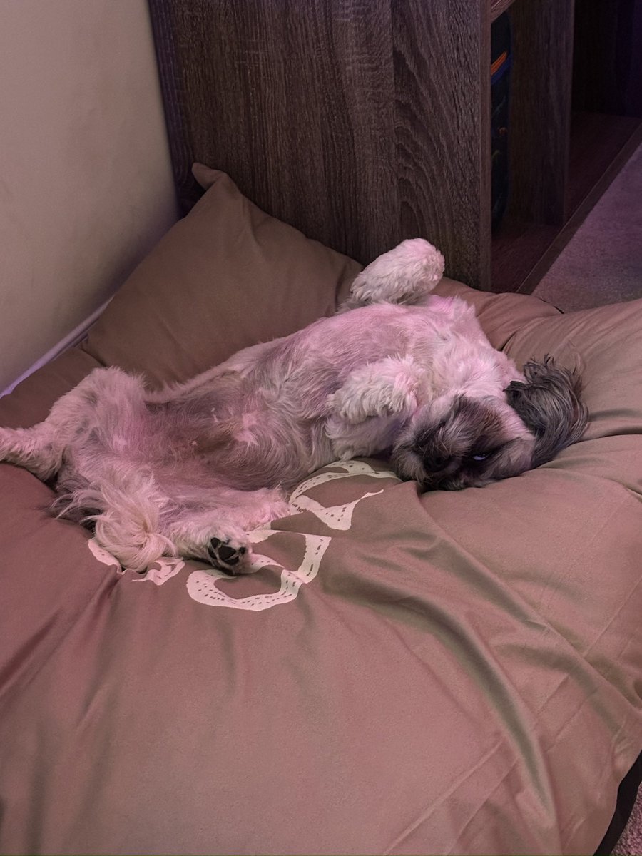 SleepySharkk's tweet photo. My life is currently garbage so in an attempt to put some good in the world. Here are cute pictures of my dog. Enjoy. https://t.co/pKlMlTUMXr