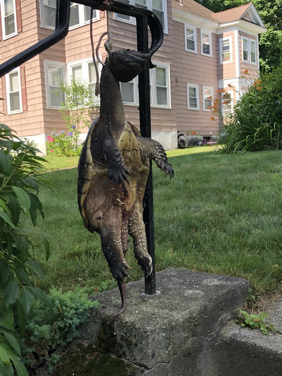 DoctorTurtleboy's tweet photo. Trigger warning - graphic images for educational purposes only. 

This morning someone left a large murdered turtle hanging from a railing at my parents house. It had a hole through its head. Worcester Police are investigating. In November someone sent flowers to my mother in my name. I later discovered it was the fake victim, who has threatened to go there multiple times. Today she and another individual who has frequently contacted my parents were curiously late to their planned protest. @JulieCourtTV platformed them on court tv shortly after the turtle was discovered. The McAlberts frequently use these 2 to do their dirty work.