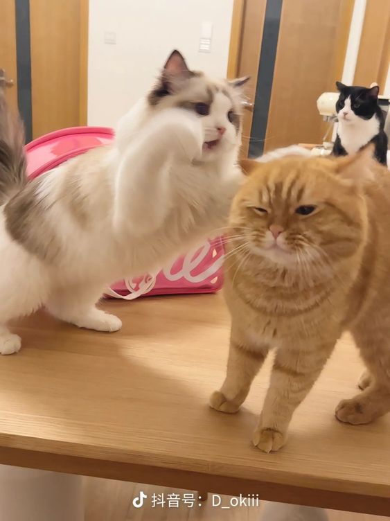 cutestscats's tweet photo. https://t.co/cKSGLOgTKW