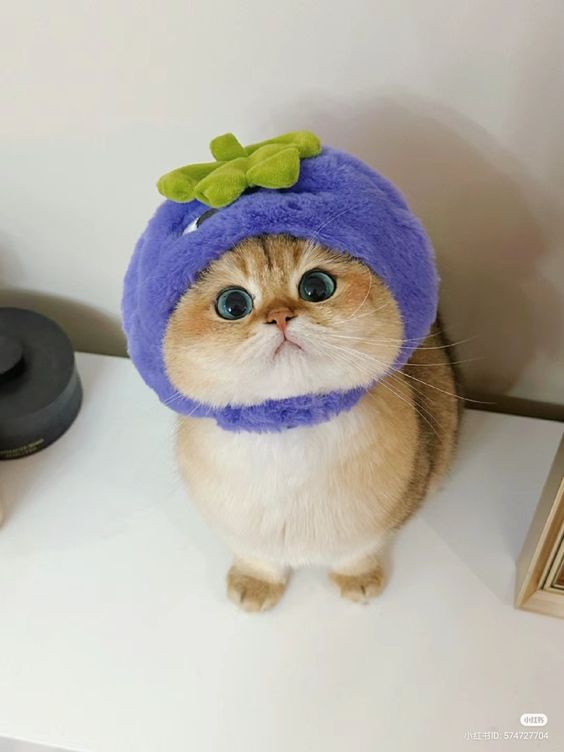 cutest cats (@cutestscats) on Twitter photo 