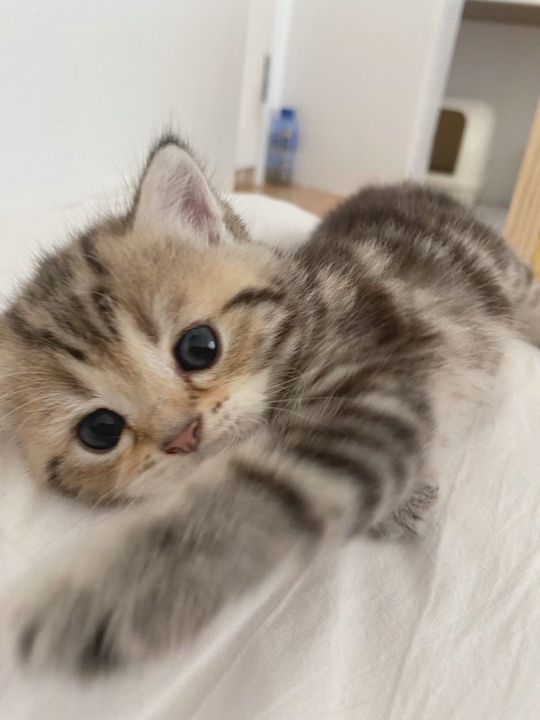 cutest cats (@cutestscats) on Twitter photo 