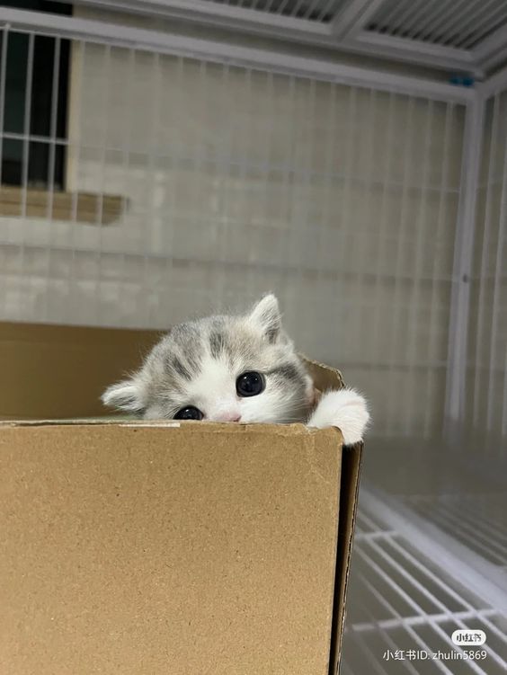 cutest cats (@cutestscats) on Twitter photo 